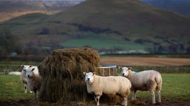 Sheep feed in a field on a farm near Appleby in Cumbria, Britain  Sheep feed in a field on a farm near Appleby in Cumbria, Britain January 9 2020. REUTERS/Phil Noble